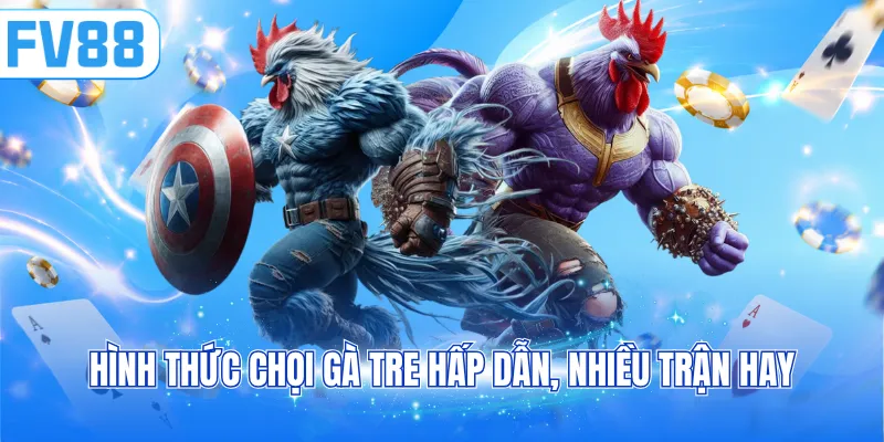 Hình thức chọi gà tre hấp dẫn, nhiều trận hay
